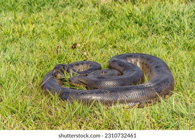 six-meter Anaconda large (Eunectes murinus) South America Venezuela.
