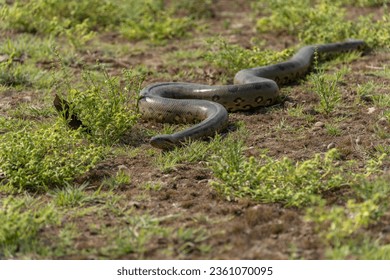 six-meter Anaconda large (Eunectes murinus) South America Venezuela.