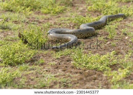 six-meter Anaconda large (Eunectes murinus) South America Venezuela.