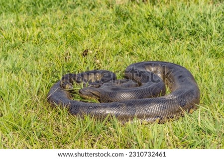 six-meter Anaconda large (Eunectes murinus) South America Venezuela.