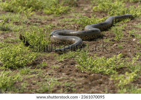 six-meter Anaconda large (Eunectes murinus) South America Venezuela.