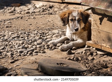 Six-month-old White And Brown Puppy On A Chain In The Yard Near His Kennel