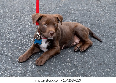 Sixteen Week Old Chocolate Lab Puppy