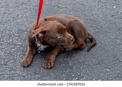 Sixteen Week Old Chocolate Lab Puppy