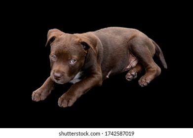 Sixteen Week Old Chocolate Lab Puppy