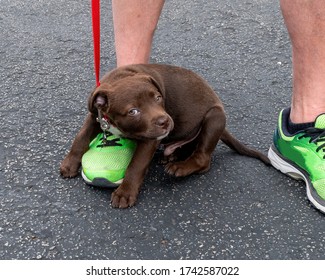 Sixteen Week Old Chocolate Lab Puppy