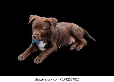 Sixteen Week Old Chocolate Lab Puppy