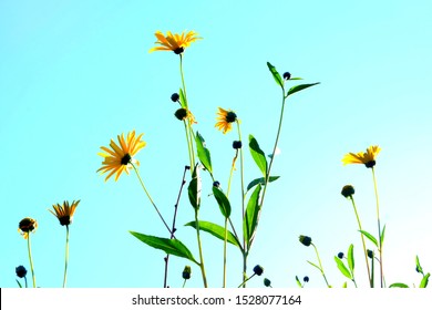 Sixteen Yellow Gerbera Daisies And Their Green Stems, Leaves And Seed Heads Blowing In The Wind With A Turquoise Sky, A Low View Point, Looking Up To The Daises With The Sky Behind