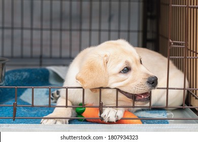 six-week-old Labrador puppy bites an iron cage. puppy is teething
