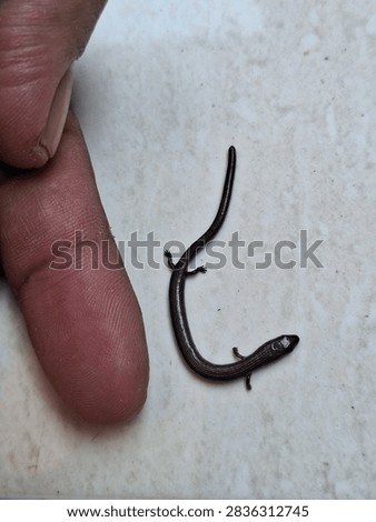 Size comparison of a tiny short-limbed supple skink (Lygosoma quadrupes) next to a human finger. Small burrowing reptile on a tiled background