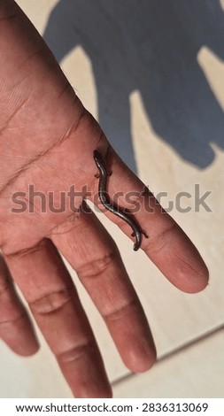 Size comparison of a tiny short-limbed supple skink (Lygosoma quadrupes) next to a human finger. Small burrowing reptile on a tiled background