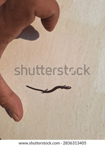 Size comparison of a tiny short-limbed supple skink (Lygosoma quadrupes) next to a human finger. Small burrowing reptile on a tiled background
