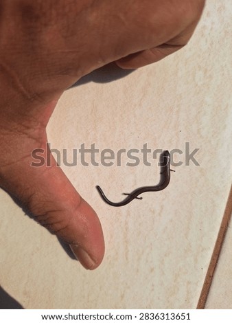 Size comparison of a tiny short-limbed supple skink (Lygosoma quadrupes) next to a human finger. Small burrowing reptile on a tiled background