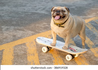 I am sk8tr pug.(Fawn pug dog playing skateboard on road.)