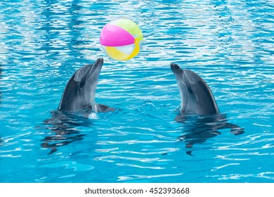 Delfin Spile Delfin Spile