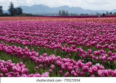 Skagit County Tulip Festival, Washington State