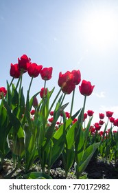 Skagit County Tulip Festival, Washington State