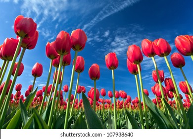 Skagit Tulip Festival, Washington