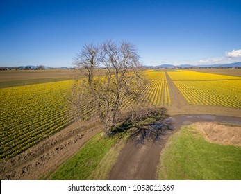 Skagit Valley Daffodil Field. A sure sign of spring is the emergence of the bright yellow daffodils in the Skagit Valley of western Washington state. Commercial growers produce thousands of flowers. - Shutterstock ID 1053011369