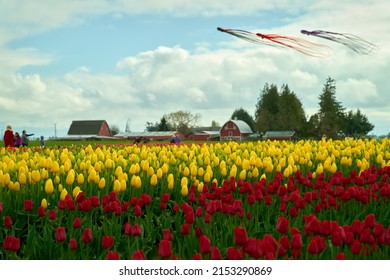 Skagit Valley Kites And Tulip Field Washington State. A Field Of Tulips With Kites Overhead At The Skagit Valley Tulip Festival, Washington State.

                               