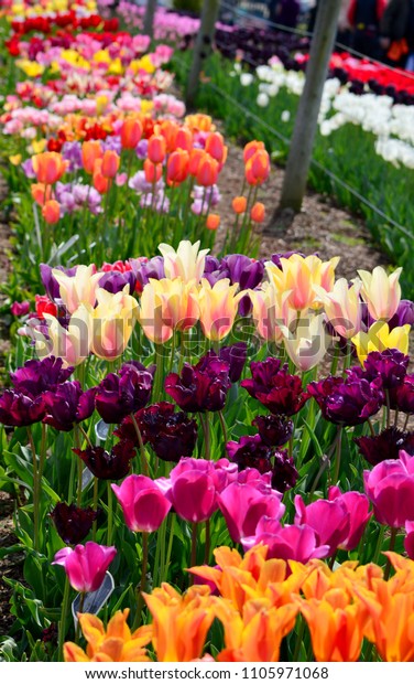 Skagit Valley Tulip Display Garden Stock Photo Edit Now 1105971068