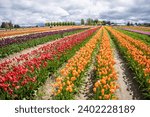 Skagit Valley Tulip Festival is a Tulip festival in the Skagit Valley of Washington state, United States. It is held annually in the spring.