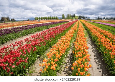 Skagit Valley Tulip Festival is a Tulip festival in the Skagit Valley of Washington state, United States. It is held annually in the spring. - Powered by Shutterstock