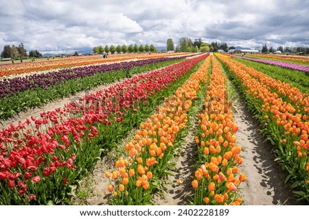 Skagit Valley Tulip Festival is a Tulip festival in the Skagit Valley of Washington state, United States. It is held annually in the spring.