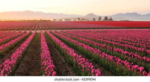 Skagit Valley Tulip Field At Foggy Sunrise