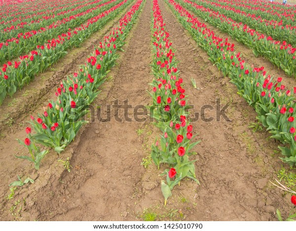 Skagit Valley Tulip Fields Filled Beautiful Royalty Free Stock Image