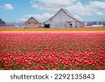 Skagit Valley Tulip Fields in the Springtime. Colorful flowers blanket this beautiful agricultural area of western Washington state and is home to the Skagit Valley Tulip Festival.