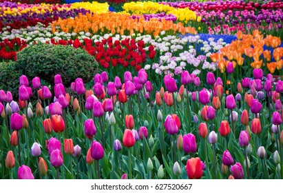 Skagit Valley Tulips