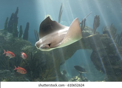 Skate Fish Swimming In Blue Water. Rays Of Light