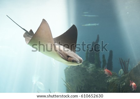 Skate fish swimming in blue water. Rays of light