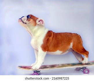 Skateboarding dog isolated on white background