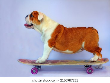 Skateboarding dog isolated on white background