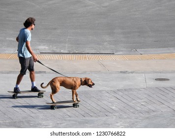 skater dog and man