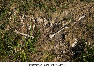 216 Skeletal soil Images, Stock Photos & Vectors | Shutterstock