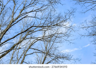 Skeletal Branches from Deciduous Trees Create a Natural Pattern Against the Clear Blue Sky