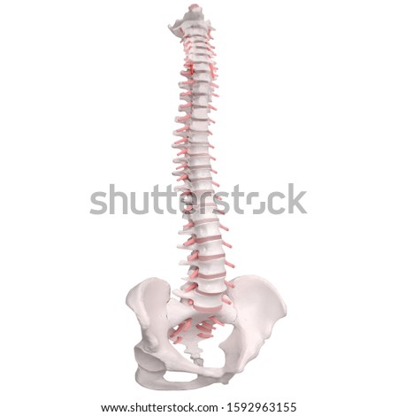Skeletal human spine and vertebral column or intervertebral discs. Human Spine Anatomy. Detailed spine with Intervertebral discs - clipping path. Isolated on white background.