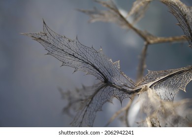 Skeletal Leaves Branches Nature Beauty