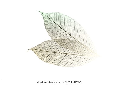 Skeletal Leaves In High Key On A White Background.    