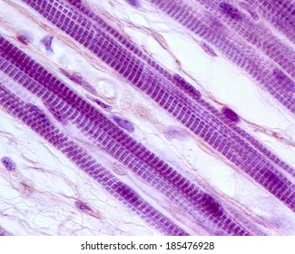 Skeletal Muscle Fibers Showing Striated Myofibrils. Light Microscope Micrograph.