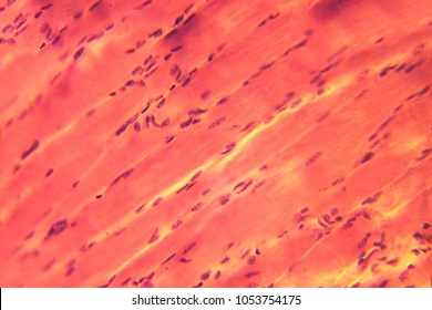 Skeletal Muscle Under Microscope