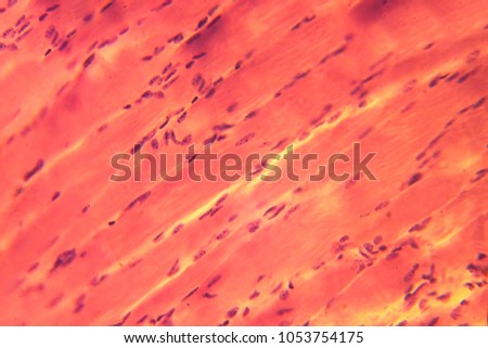 skeletal muscle under microscope