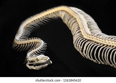 Skeletal Python On Black Background Stock Photo 1261845610 | Shutterstock