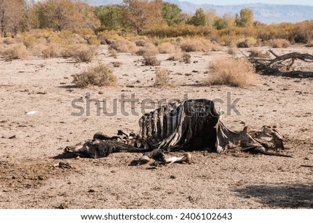 The skeletal remains of a horse decaying in the desert.