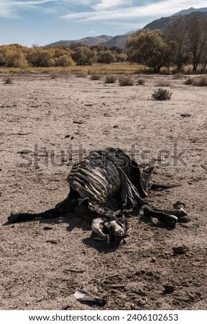 The skeletal remains of a horse decaying in the desert.