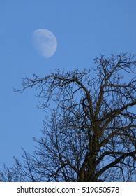 Skeletal shape of a bare tree in winter, with moon above 