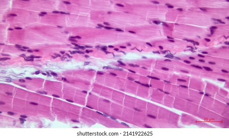 Skeletal Striated Muscle Tissue Under The Microscope. Muscle Fibers. 
